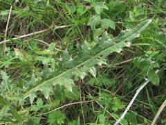 Cirsium uliginosum