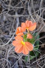 Crossandra greenstockii