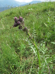 Cirsium uliginosum