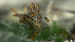Thecacera pennigera