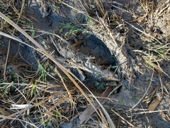 Blastocerus dichotomus