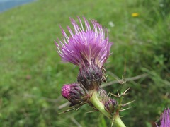 Cirsium uliginosum