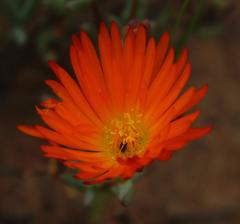 Lampranthus aureus