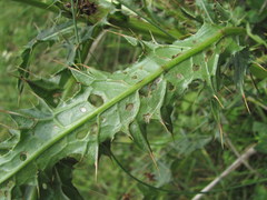 Cirsium uliginosum