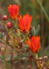 Lampranthus aureus