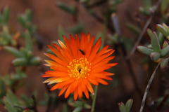 Lampranthus aureus