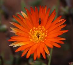 Lampranthus aureus