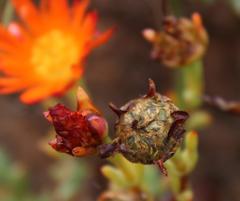 Lampranthus aureus