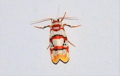 Cyana hamata