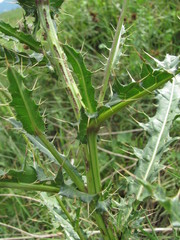 Cirsium uliginosum
