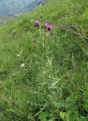 Cirsium uliginosum