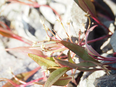 Claytonia multiscapa pacifica