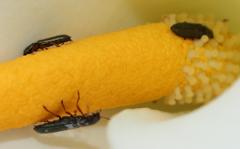 Cleroidea