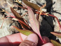 Claytonia multiscapa pacifica