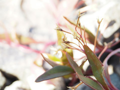 Claytonia multiscapa pacifica