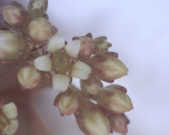 Crassula cymosa