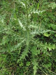 Cirsium uliginosum