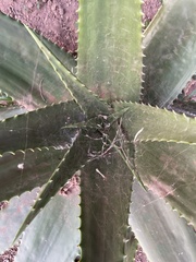 Aloe secundiflora