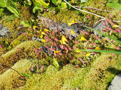 Erythranthe caespitosa