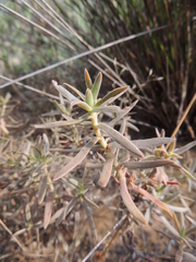 Crassula cymosa