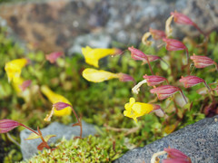 Erythranthe caespitosa