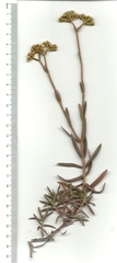 Crassula cymosa