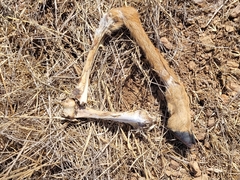 Odocoileus hemionus californicus