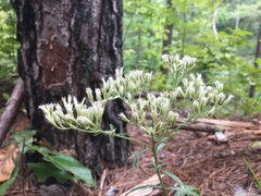 Eupatorium petaloideum