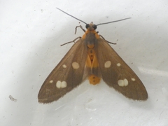 Dysauxes famula