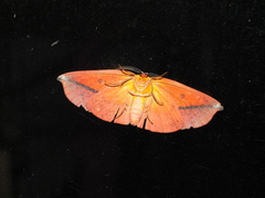 Hypochrosini