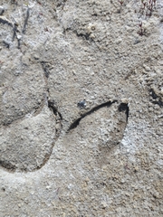 Blastocerus dichotomus