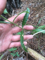 Eupatorium petaloideum