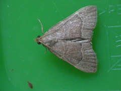 Hypsopygia incarnatalis