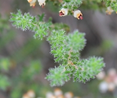 Erica setacea