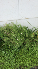 Epilobium coloratum