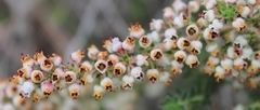 Erica setacea