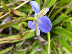 Aristea ensifolia