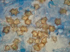 Inocybe asterospora