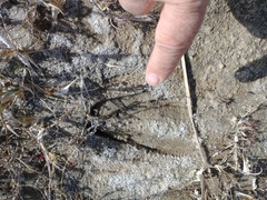 Blastocerus dichotomus