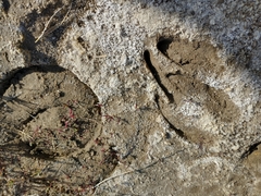 Blastocerus dichotomus