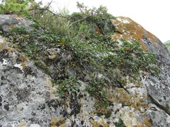 Rhamnus depressa