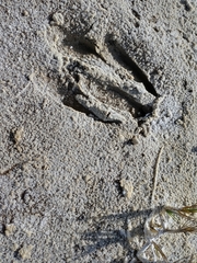 Blastocerus dichotomus