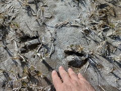Blastocerus dichotomus