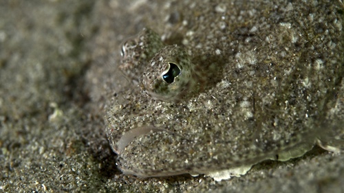 Bothidae