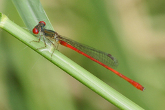 Telebasis digiticollis