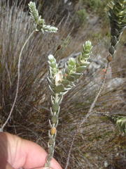 Gnidia tenella