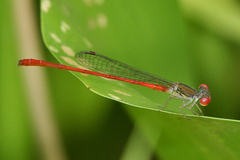 Telebasis digiticollis