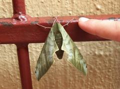 Pseudoclanis postica