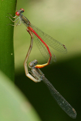 Telebasis digiticollis