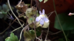 Cymbalaria muralis